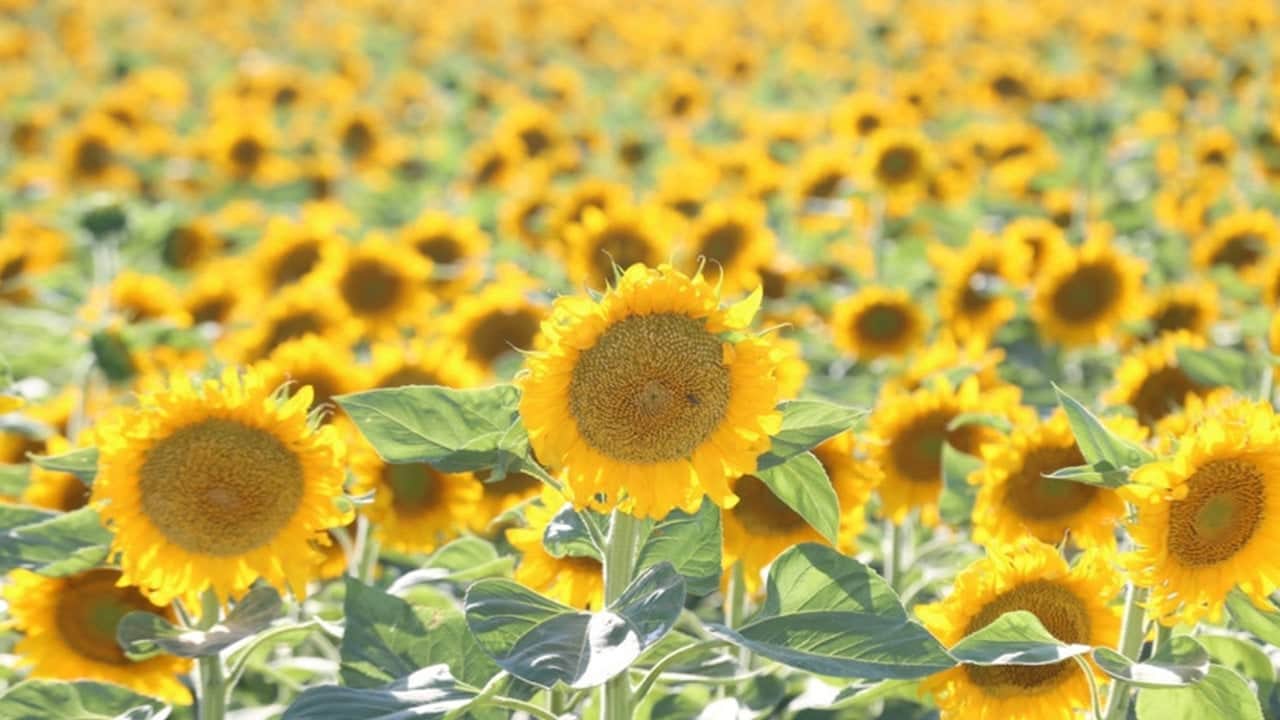 Foto - 32 bin kovan kurup tüm dünyaya sattılar: Japonya ve Avrupa harıl harıl bu balı arıyor