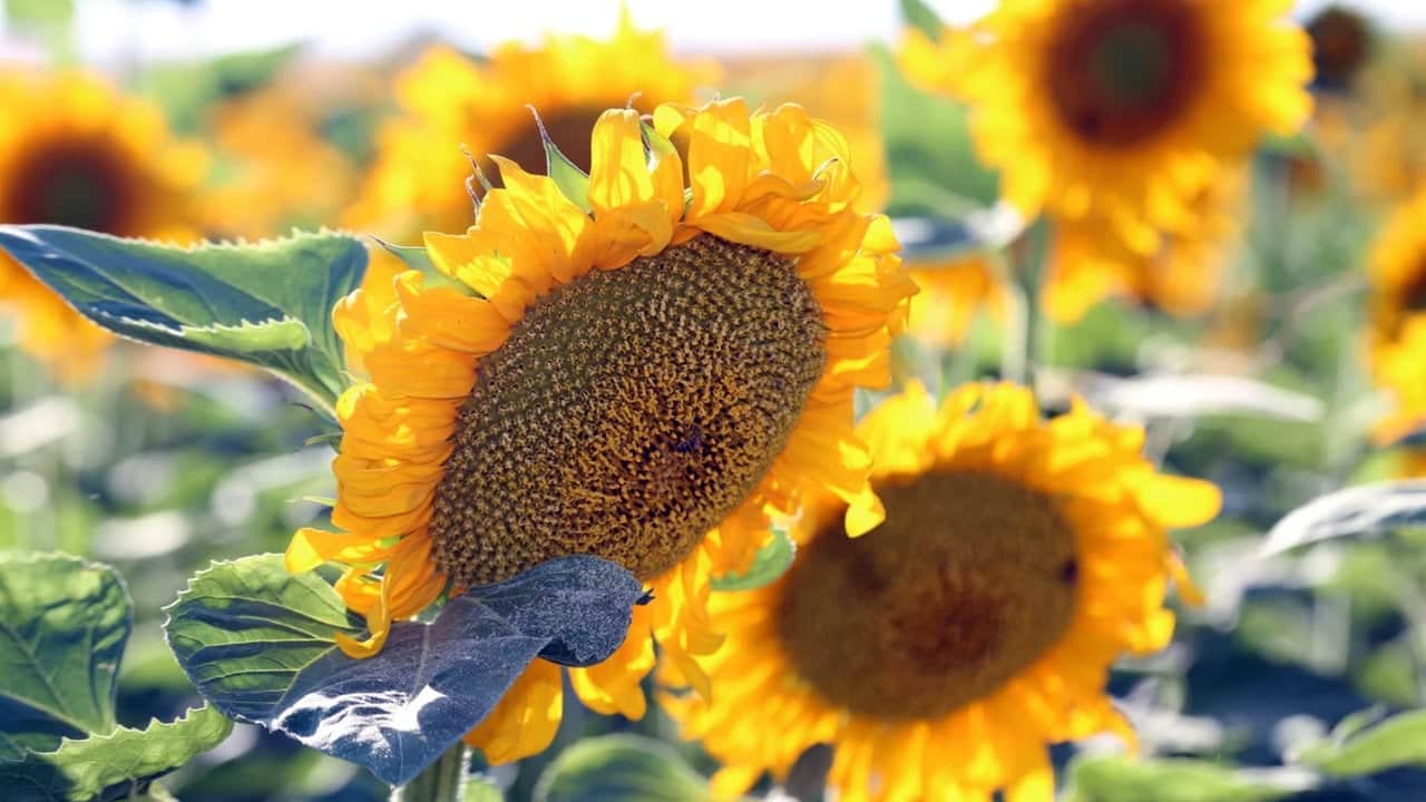 Foto - 32 bin kovan kurup tüm dünyaya sattılar: Japonya ve Avrupa harıl harıl bu balı arıyor