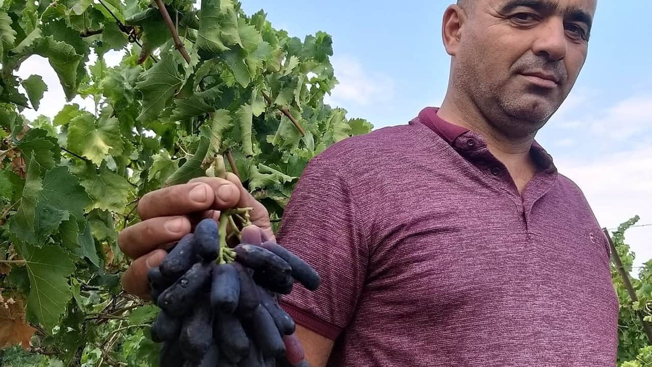 Foto - 4 yıl önce deneme amacıyla toprağa dikti, ilk hasatta servet kazandı: Üreticiler kapısında yatıyor