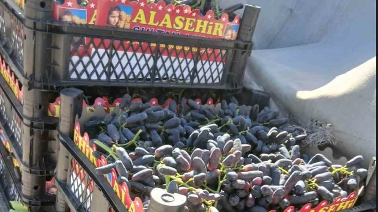 Foto - 4 yıl önce deneme amacıyla toprağa dikti, ilk hasatta servet kazandı: Üreticiler kapısında yatıyor