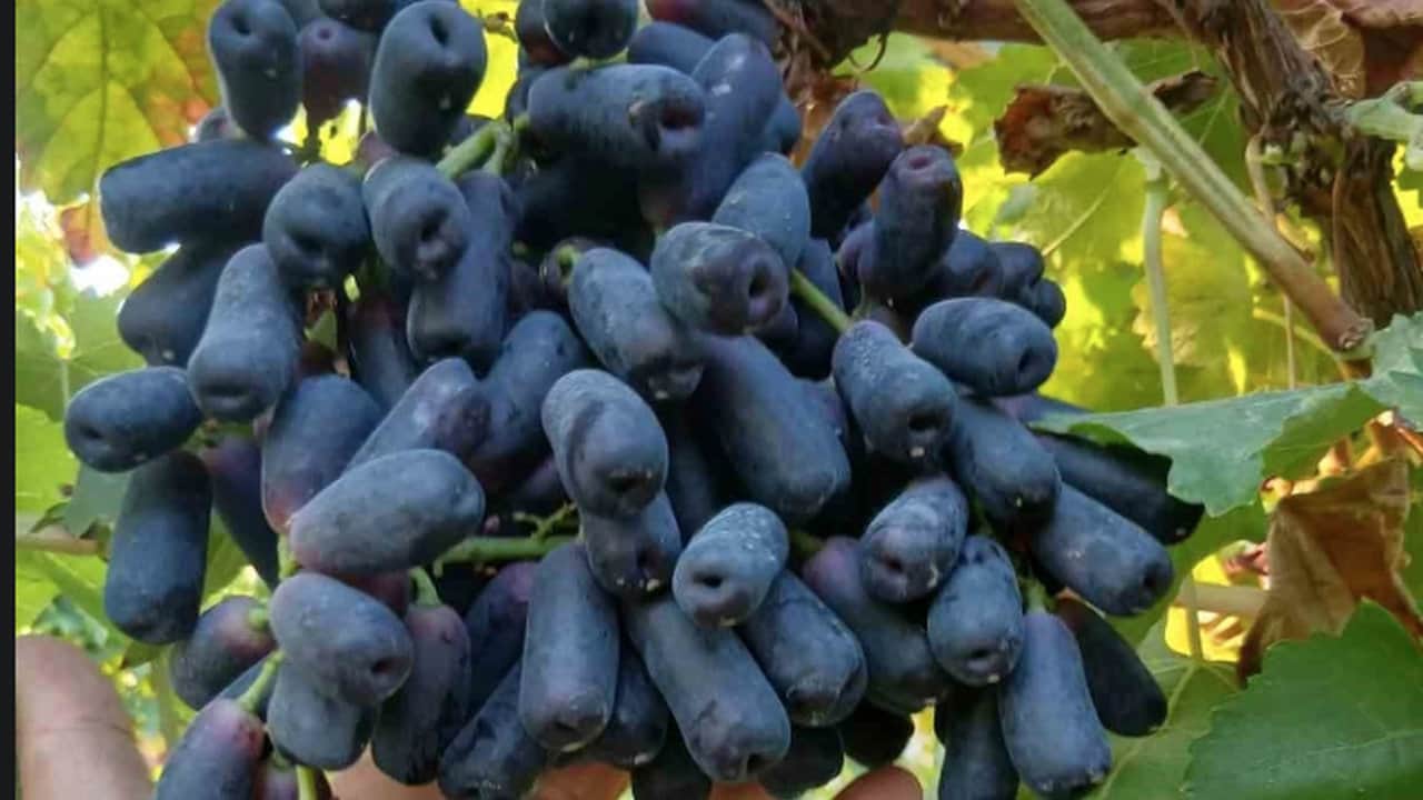 Foto - 4 yıl önce deneme amacıyla toprağa dikti, ilk hasatta servet kazandı: Üreticiler kapısında yatıyor