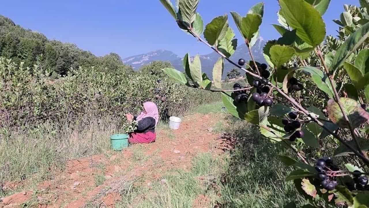 Foto - 5 yıl önce eken çiftçi şimdi servetine servet katıyor! Tarladan çıkar çıkmaz kilosu 200 liraya yok satıyor