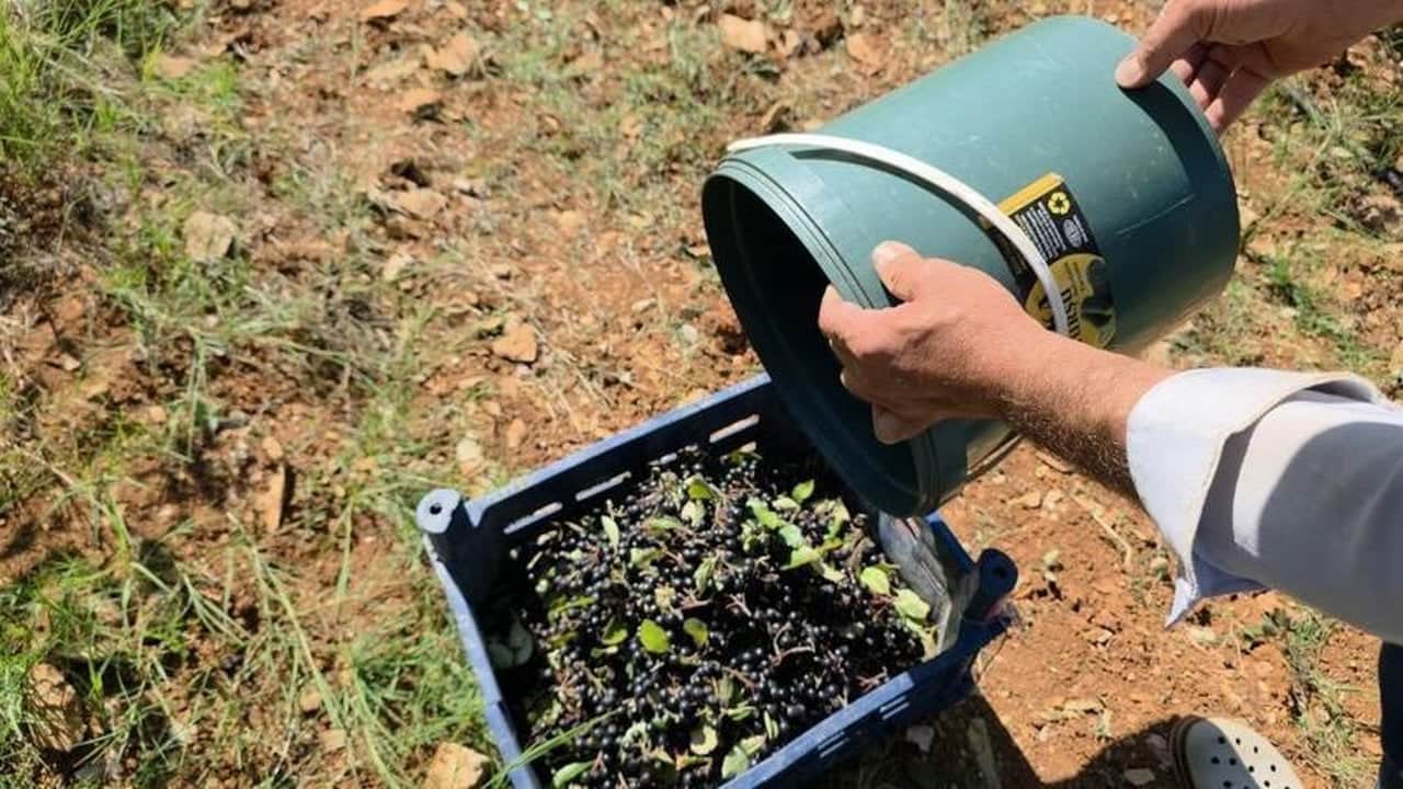 5 yıl önce eken çiftçi şimdi servetine servet katıyor! Tarladan çıkar çıkmaz kilosu 200 liraya yok satıyor