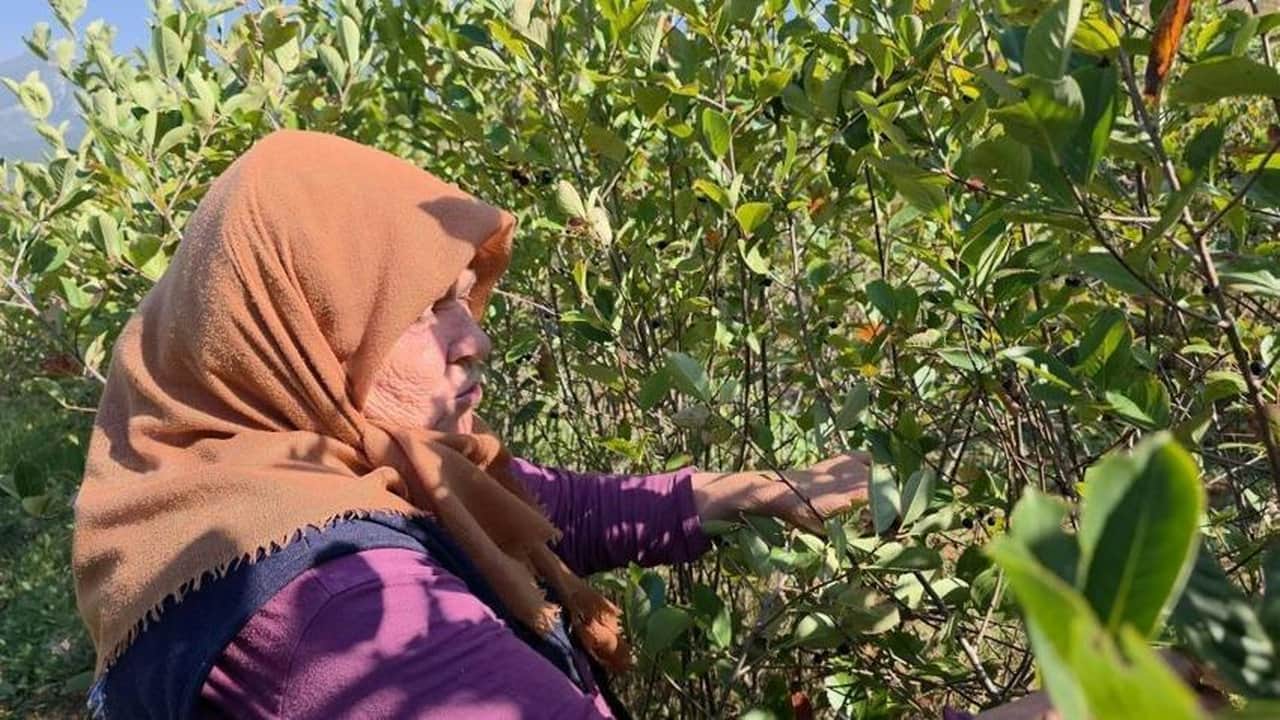 Foto - 5 yıl önce eken çiftçi şimdi servetine servet katıyor! Tarladan çıkar çıkmaz kilosu 200 liraya yok satıyor