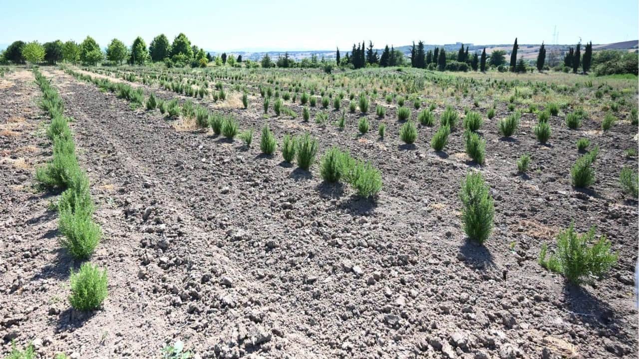 6 ayda yaklaşık 3,5 milyon lira gelir: Aromatik ürünler yüzlerini güldürdü