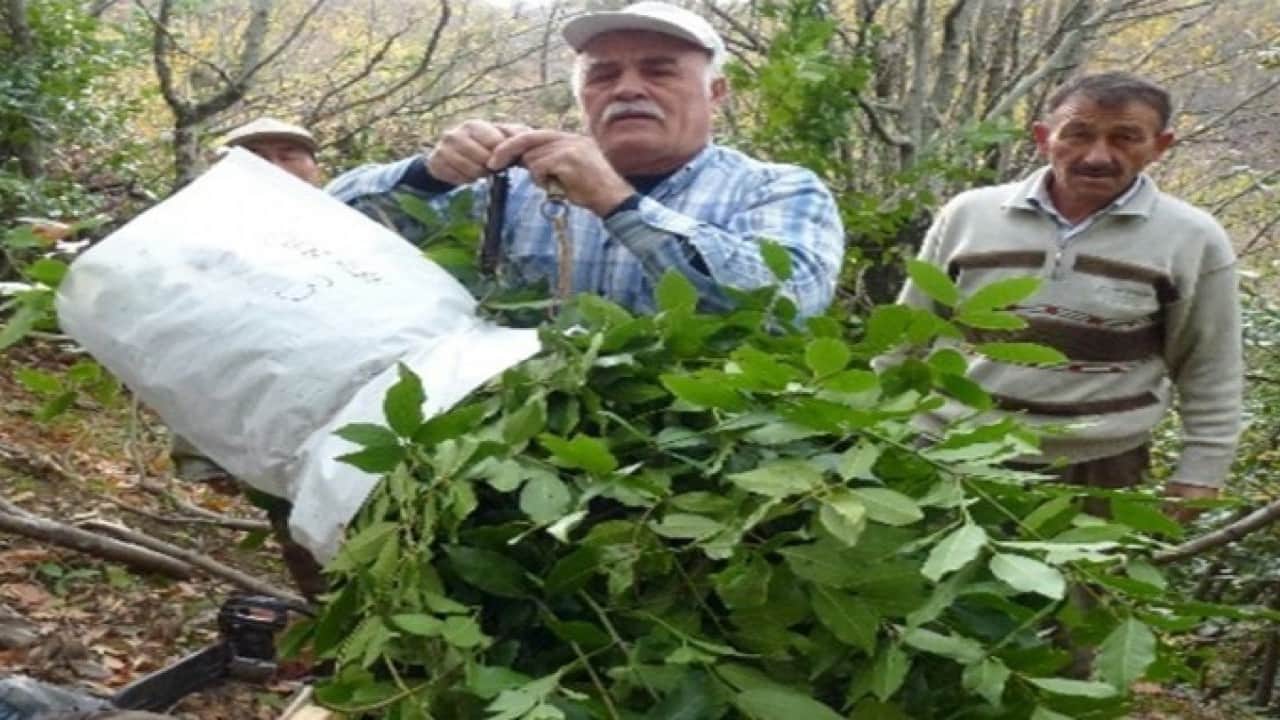 Foto - 6 ayda yaklaşık 3,5 milyon lira gelir: Aromatik ürünler yüzlerini güldürdü