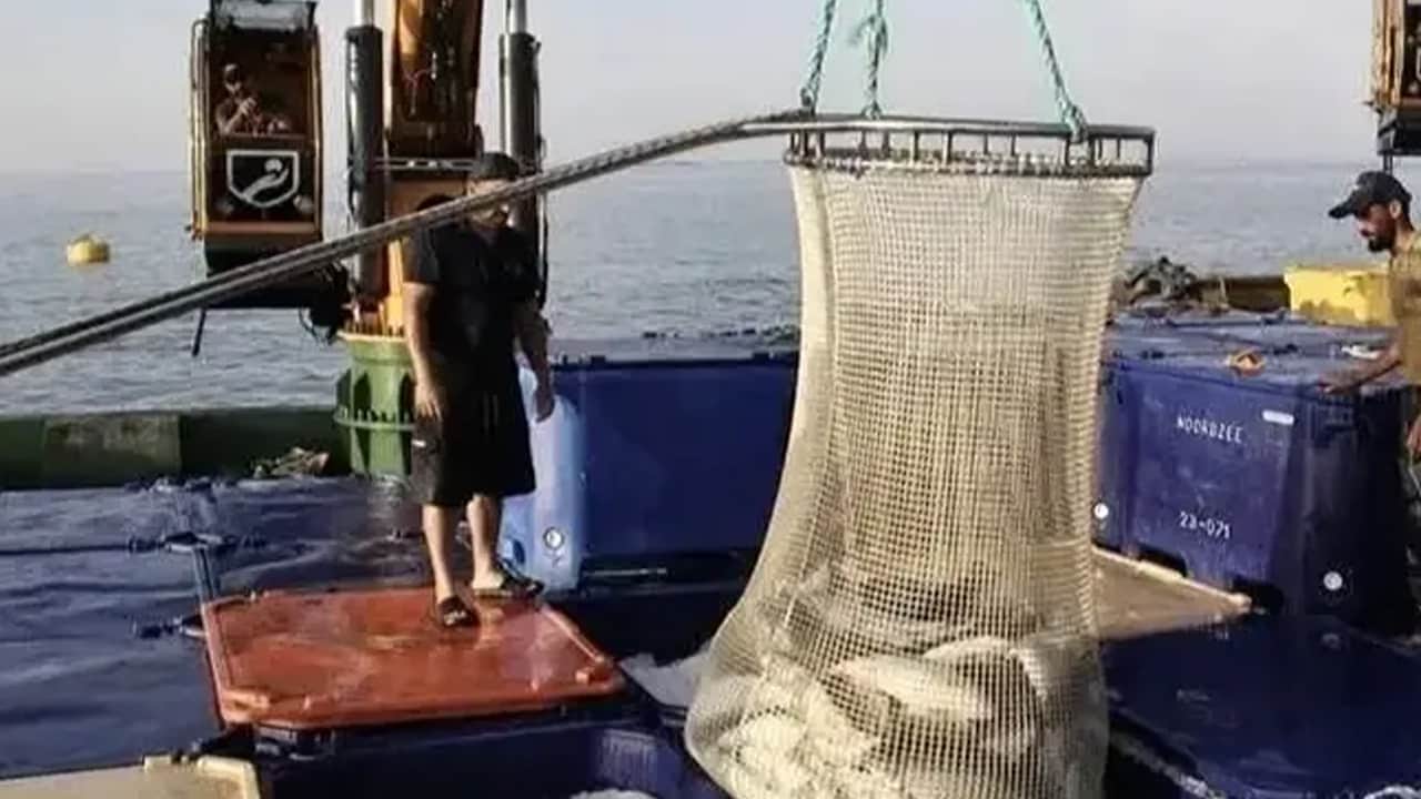 Foto - 7 yılda üretimini 24 kat artırdı: 34 bin 470 ton somon üretildi! Türkiye harekete geçti, resmen lider!
