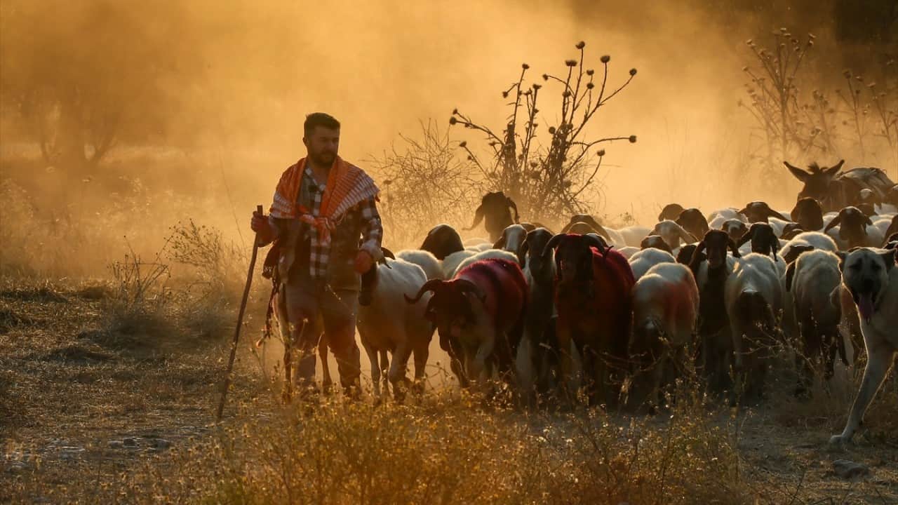 Foto - 8 asırlık gelenek yaşatılıyor Sudan koyun geçirme