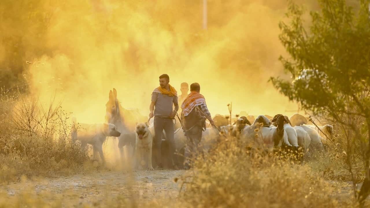Foto - 8 asırlık gelenek yaşatılıyor Sudan koyun geçirme