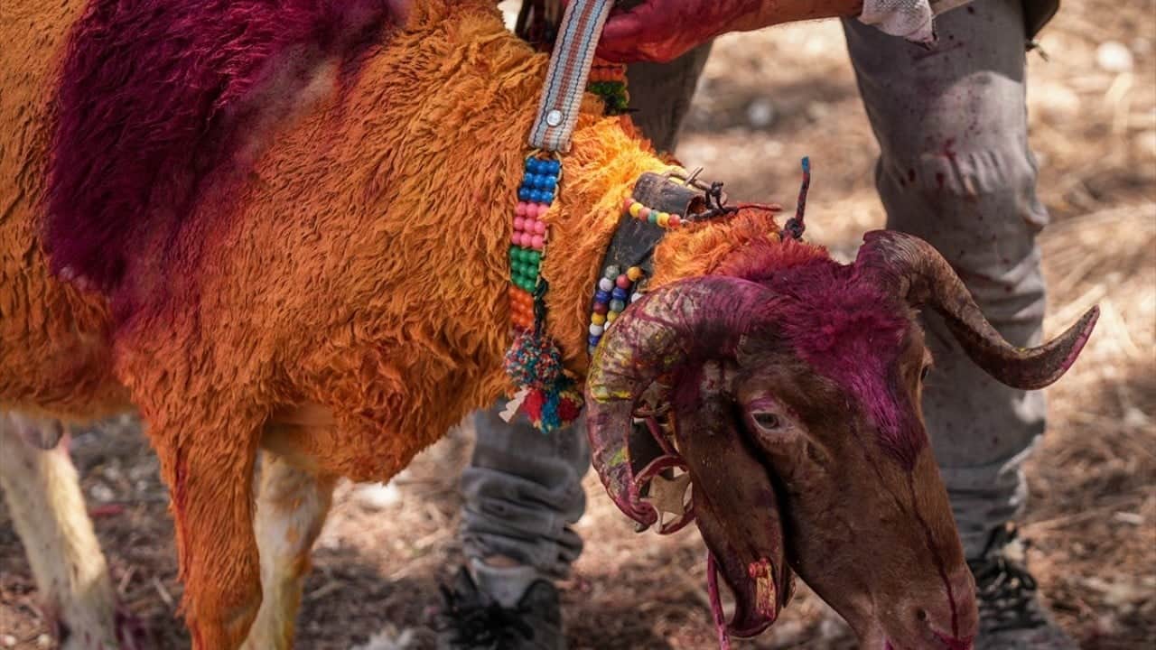 Foto - 8 asırlık gelenek yaşatılıyor Sudan koyun geçirme