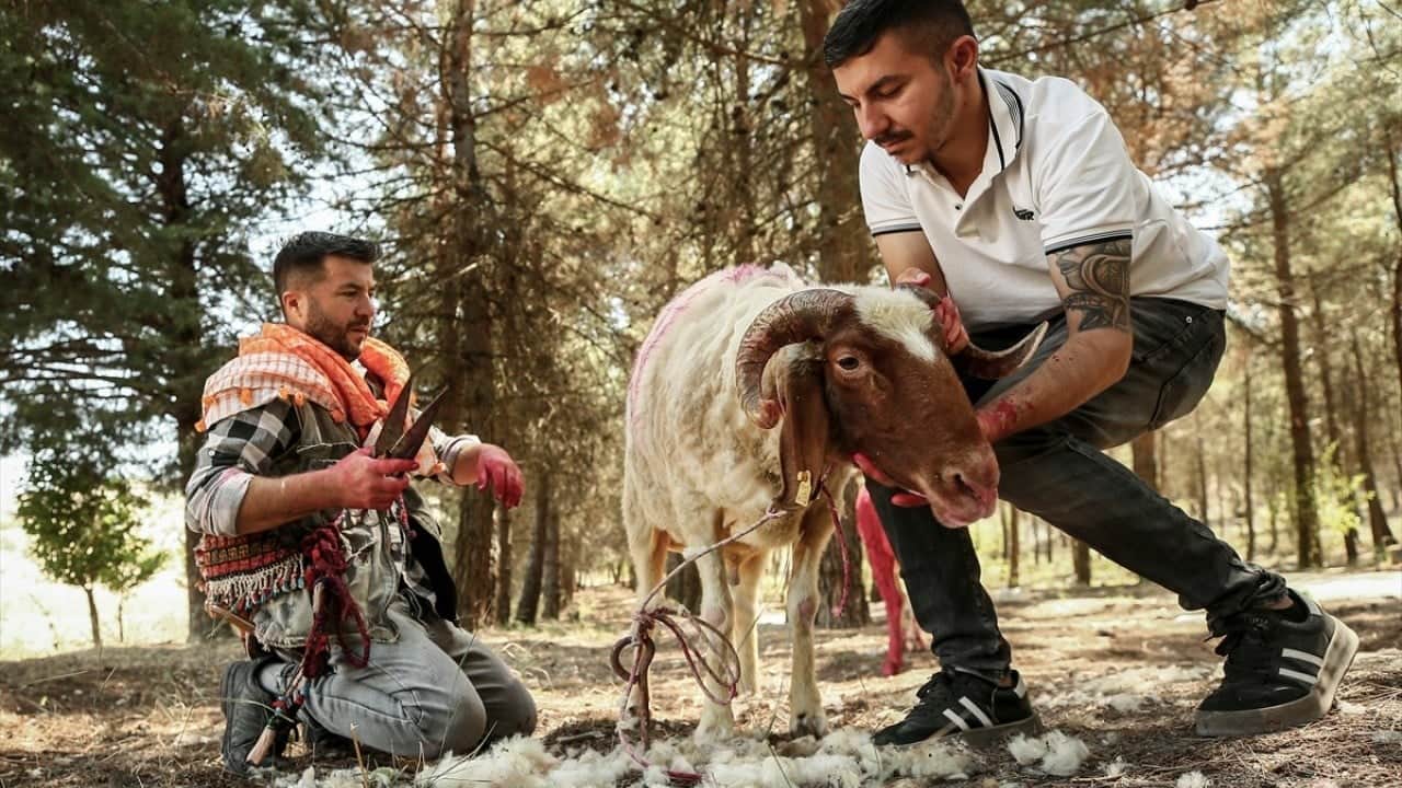 8 asırlık gelenek yaşatılıyor Sudan koyun geçirme