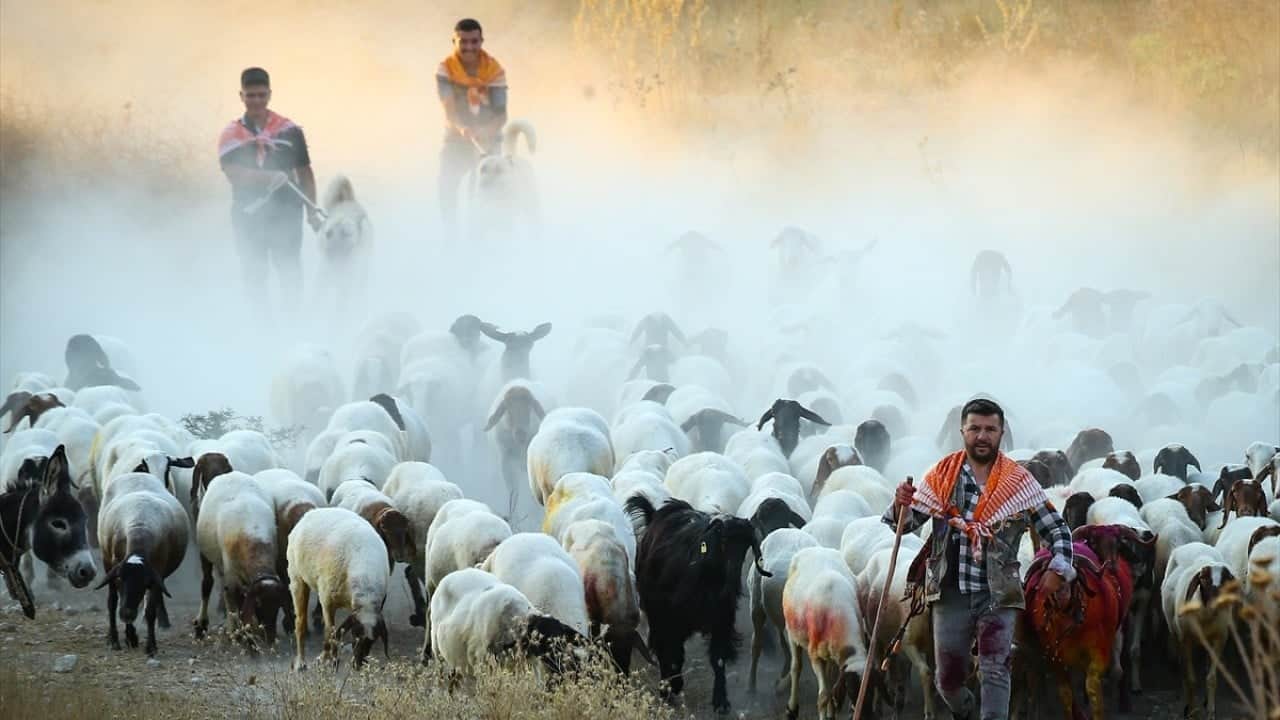 Foto - 8 asırlık gelenek yaşatılıyor Sudan koyun geçirme