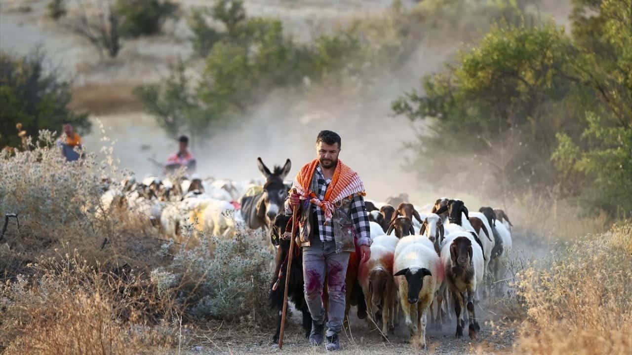 Foto - 8 asırlık gelenek yaşatılıyor Sudan koyun geçirme