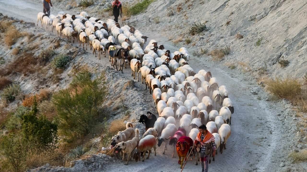 Foto - 8 asırlık gelenek yaşatılıyor Sudan koyun geçirme