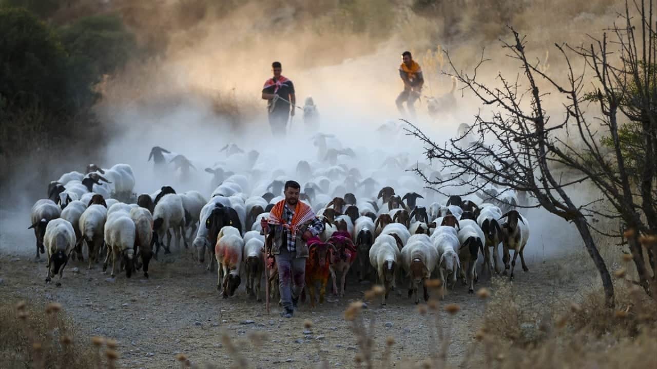 Foto - 8 asırlık gelenek yaşatılıyor Sudan koyun geçirme