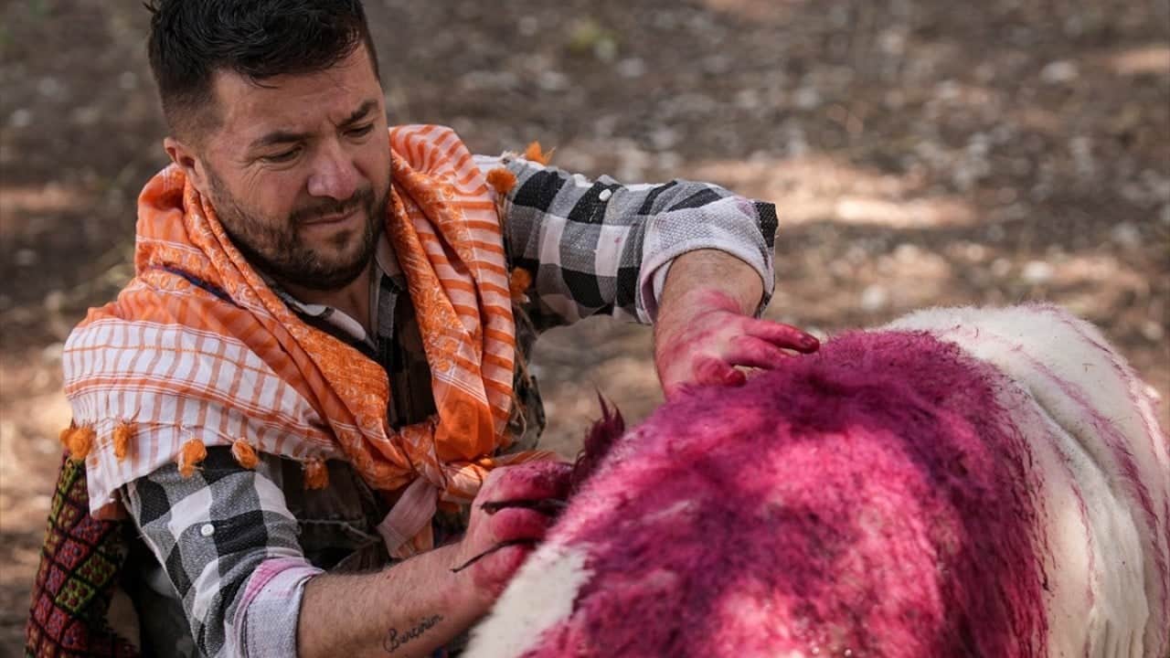 Foto - 8 asırlık gelenek yaşatılıyor Sudan koyun geçirme