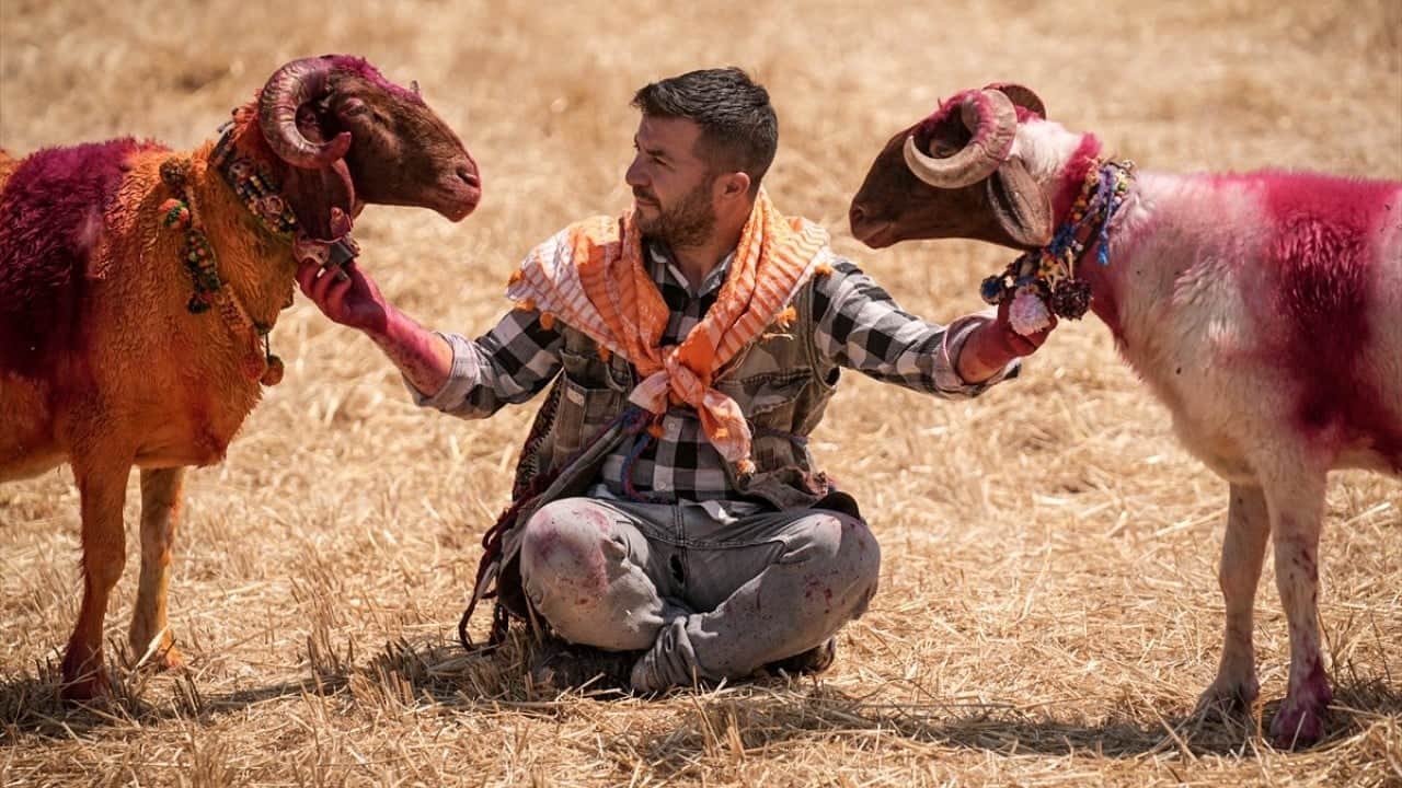Foto - 8 asırlık gelenek yaşatılıyor Sudan koyun geçirme
