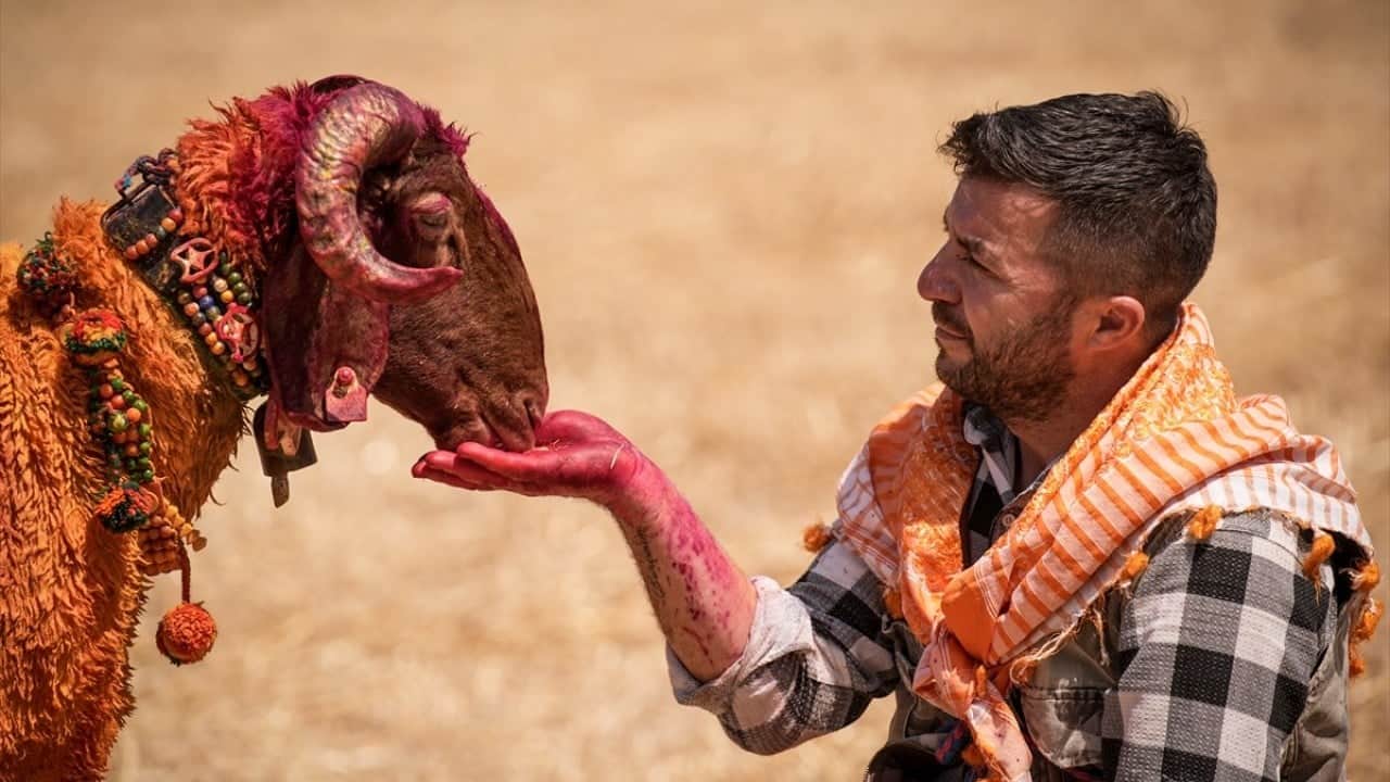 Foto - 8 asırlık gelenek yaşatılıyor Sudan koyun geçirme