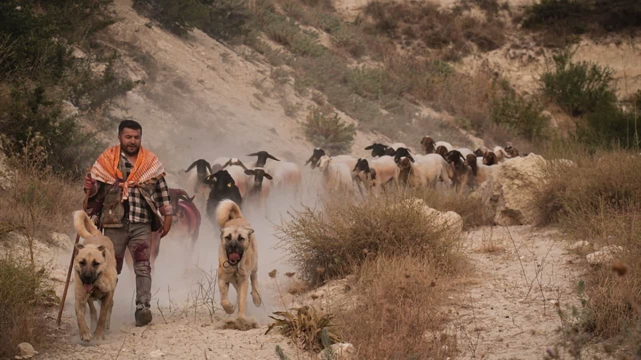 Foto - 8 asırlık gelenek yaşatılıyor Sudan koyun geçirme