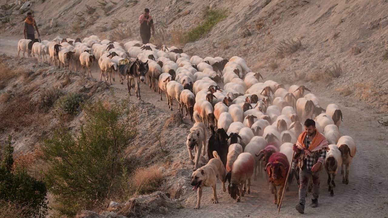 Foto - 8 asırlık gelenek yaşatılıyor Sudan koyun geçirme