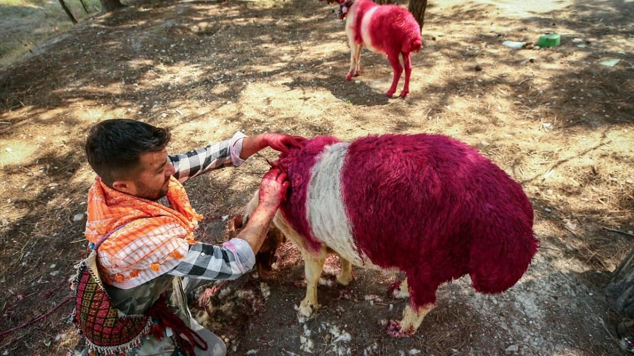 Foto - 8 asırlık gelenek yaşatılıyor Sudan koyun geçirme