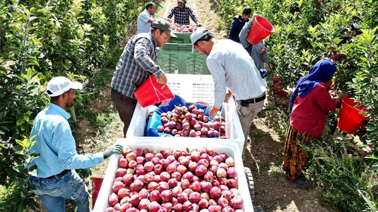 Foto - 8 yıl önce hobi olarak başladı, şimdi 25 bin adet var: 4 dev ülke bu lezzetin peşinde