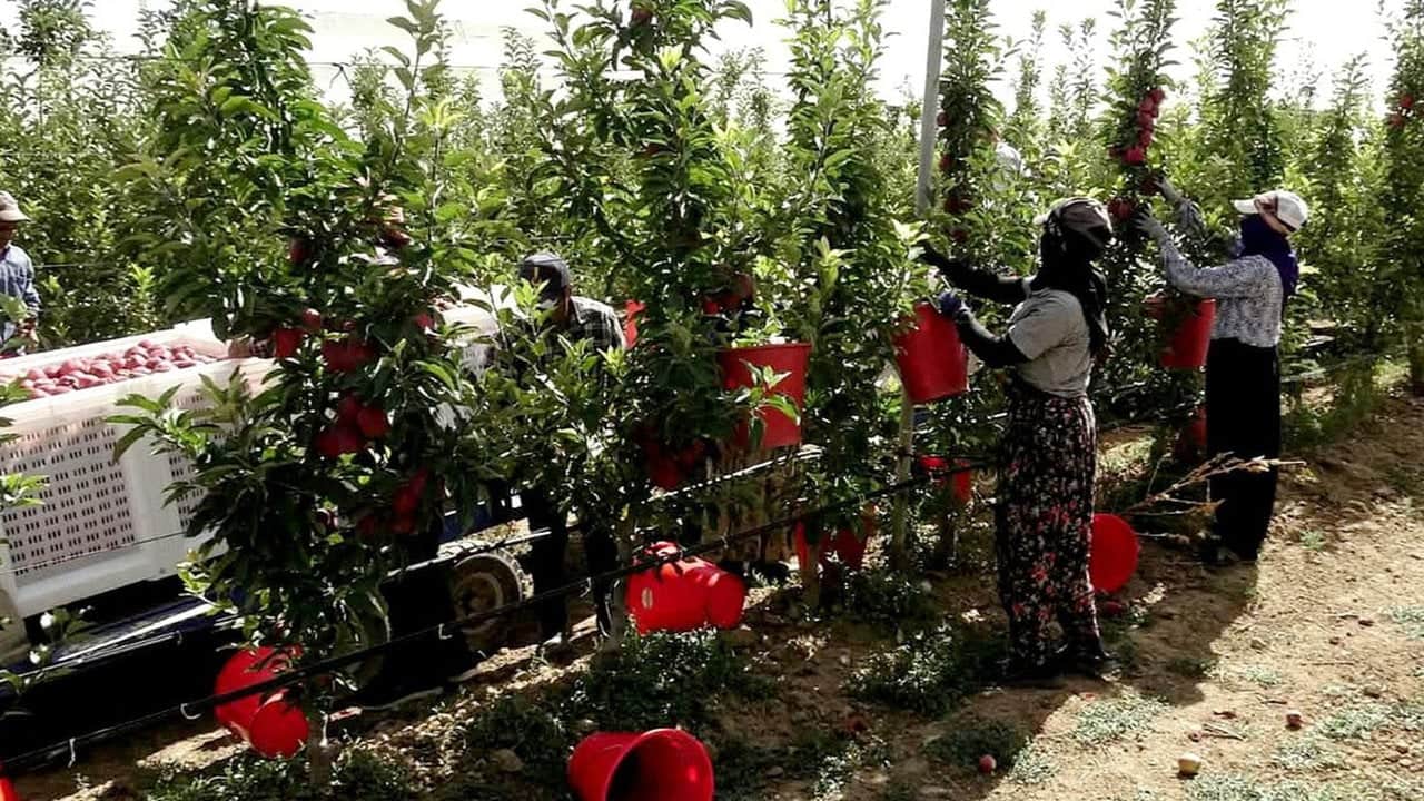 Foto - 8 yıl önce hobi olarak başladı, şimdi 25 bin adet var: 4 dev ülke bu lezzetin peşinde