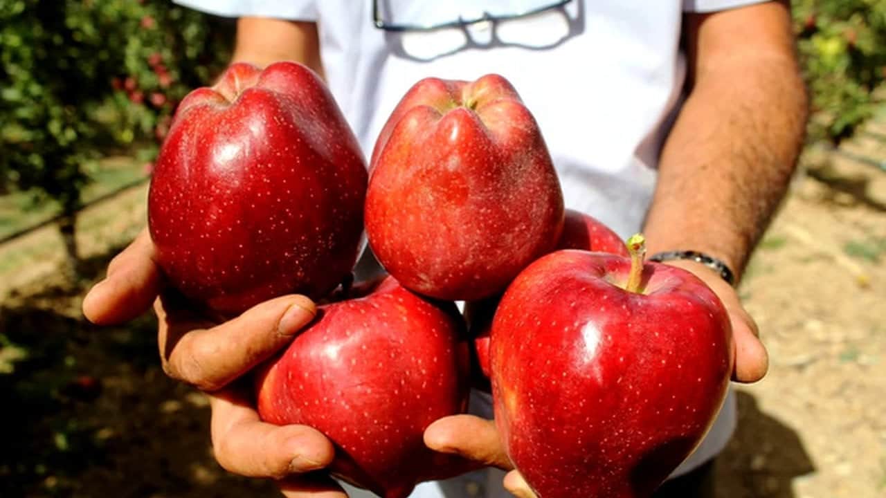 Foto - 8 yıl önce hobi olarak başladı, şimdi 25 bin adet var: 4 dev ülke bu lezzetin peşinde