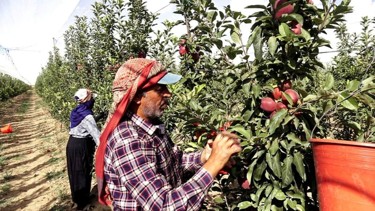 Foto - 8 yıl önce hobi olarak başladı, şimdi 25 bin adet var: 4 dev ülke bu lezzetin peşinde