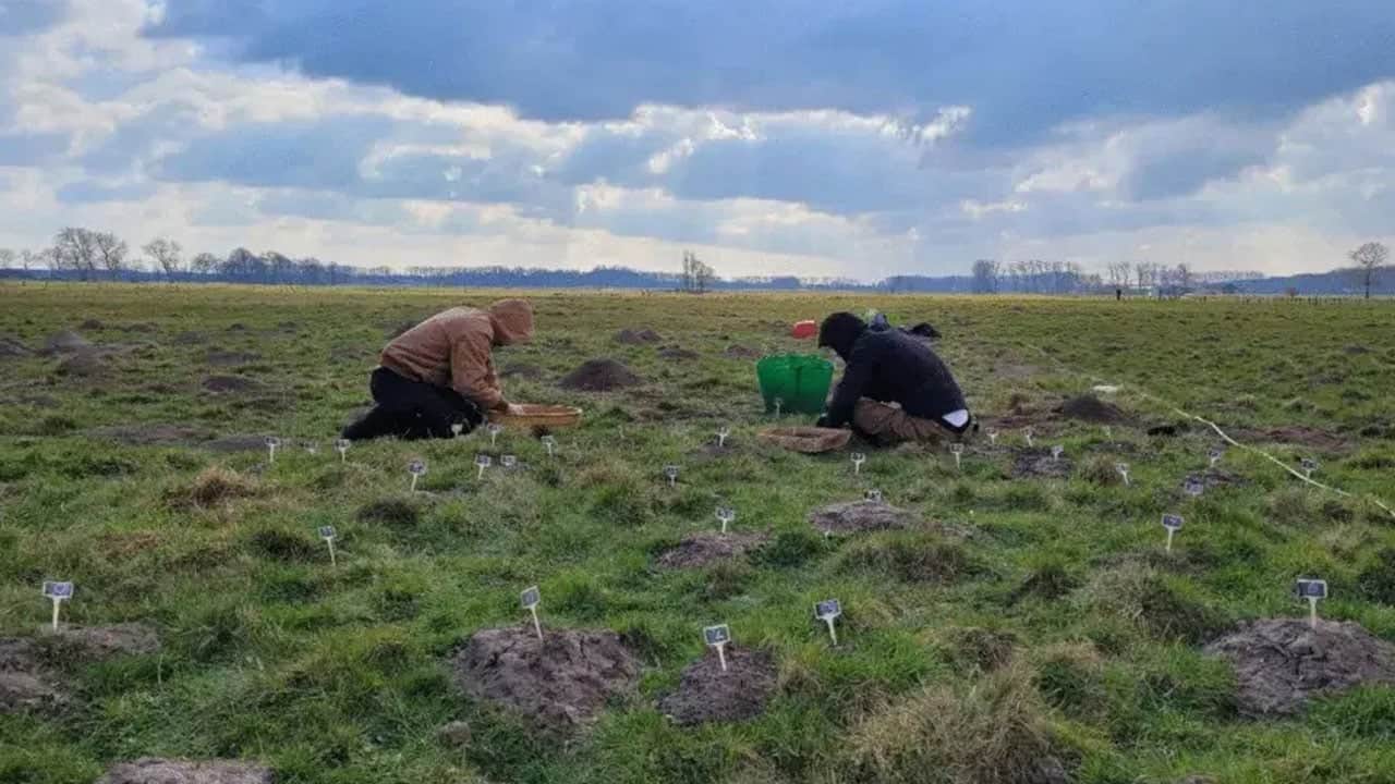 Foto - 814 tümsek arkeologları kayıp yapıya götürdü! Köstebekler 800 yıllık sırrın izini ortaya çıkardı