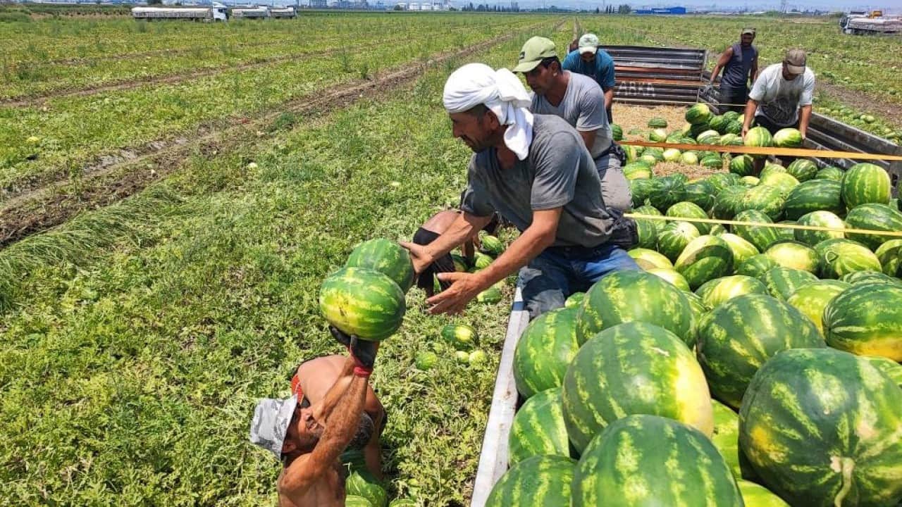 Adana'da sıcak hava karpuz işçilerini yıldırmadı: 40 derece sıcakta işçiler ekmek parası için çalışıyor