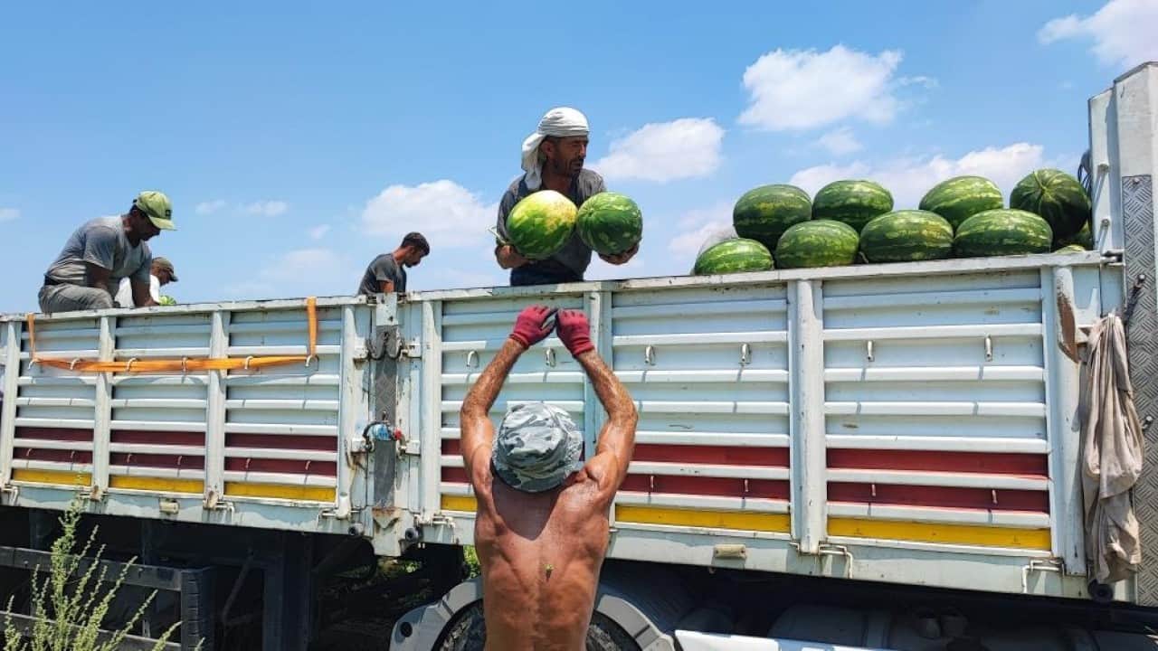 Foto - Adana'da sıcak hava karpuz işçilerini yıldırmadı: 40 derece sıcakta işçiler ekmek parası için çalışıyor