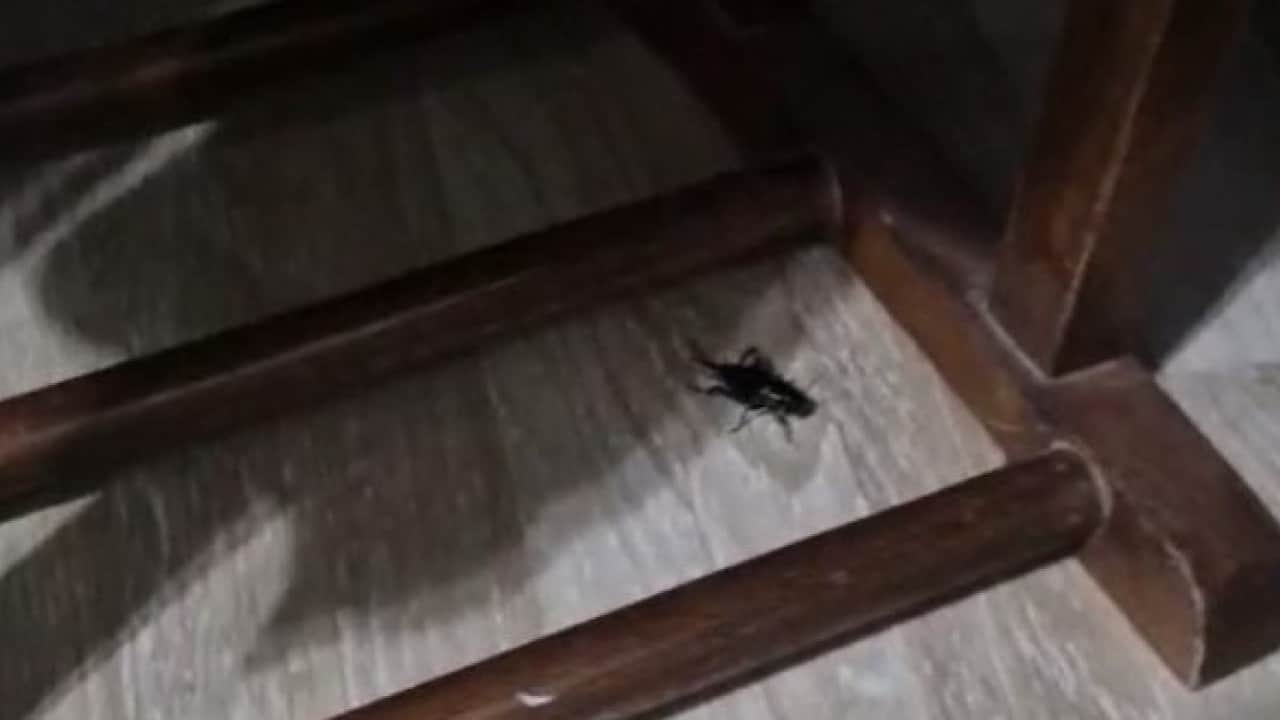 Foto - Adana'da vatandaşların gece kabusu oldu! Sesleri dinmek bilmiyor