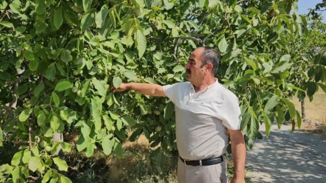 Foto - Adilcevaz’da ceviz üreticisinin yüzü gülecek