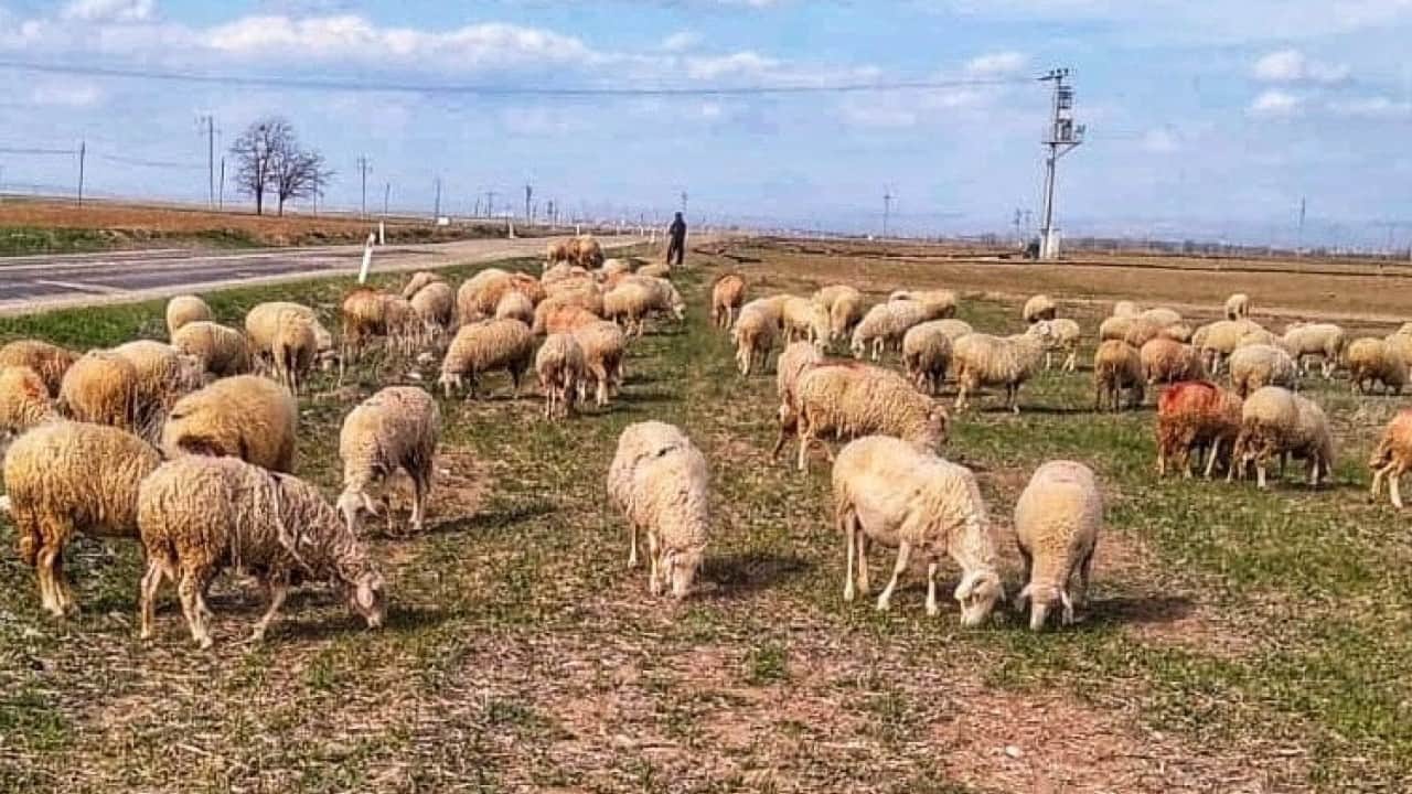 Foto - Afganistan'da Türkiye skandalı: Karaborsaya düşürdüler