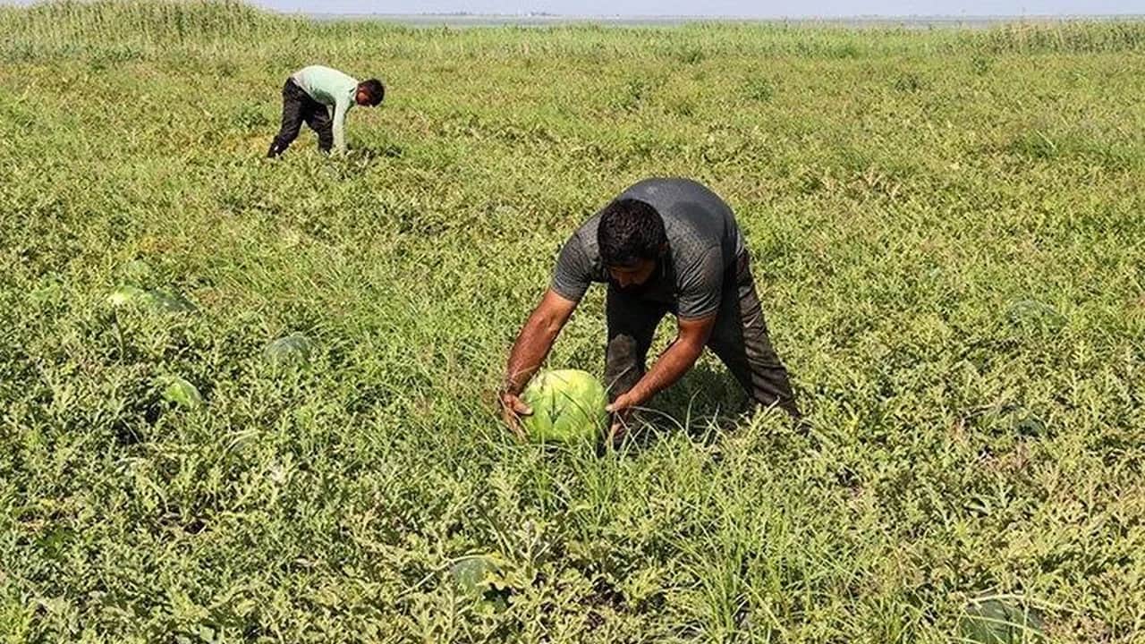 Foto - Ağrı’da mucizevi hasat: "Yetişmez" denilen topraklardan 120 tonluk rekolte fışkırdı