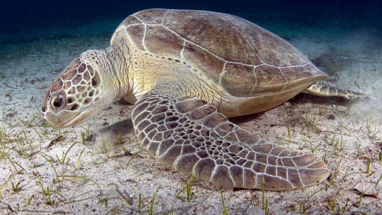 Foto - Akdeniz’in akciğerleri deniz eriştesi koruma altına alınıyor