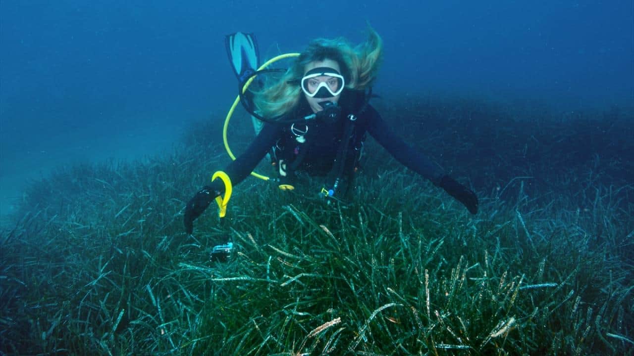 Foto - Akdeniz’in akciğerleri deniz eriştesi koruma altına alınıyor