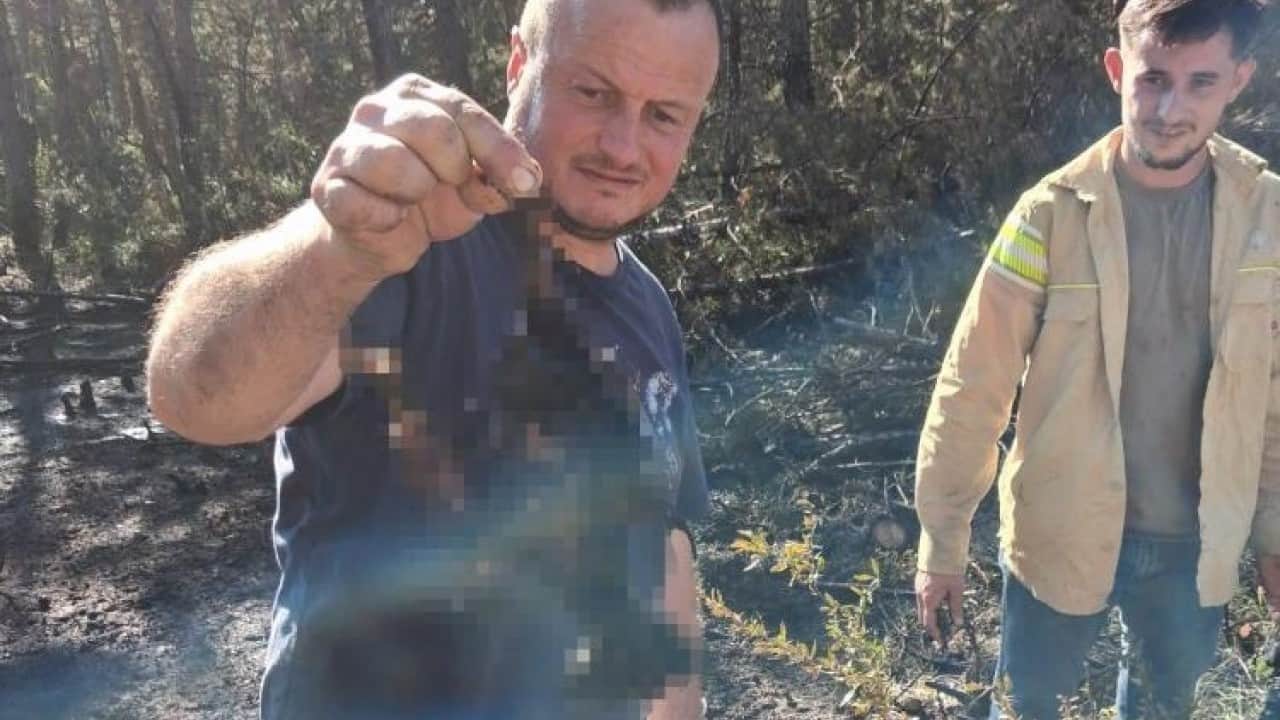 Foto - Akıma kapılan kuş yangın çıkardı Kendi yanarken ormanı da yaktı