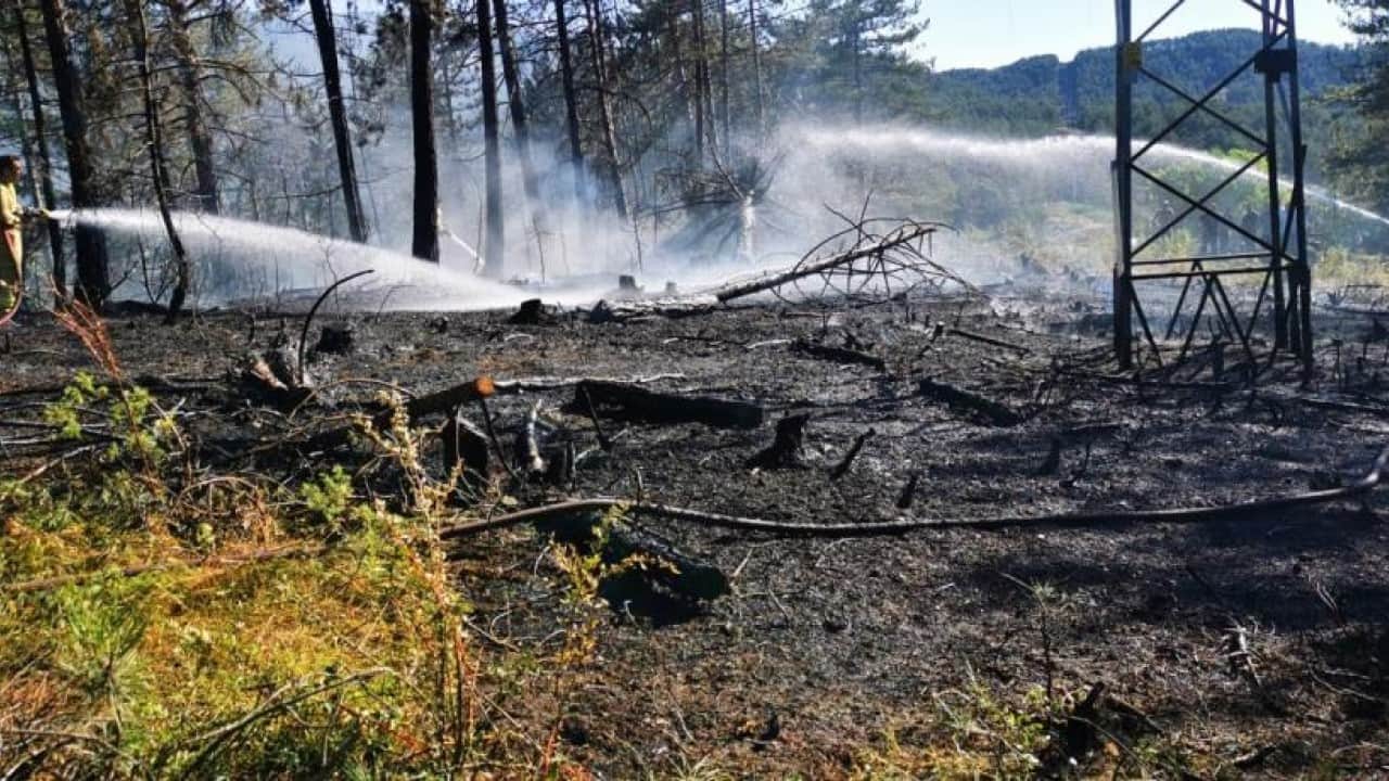 Foto - Akıma kapılan kuş yangın çıkardı Kendi yanarken ormanı da yaktı