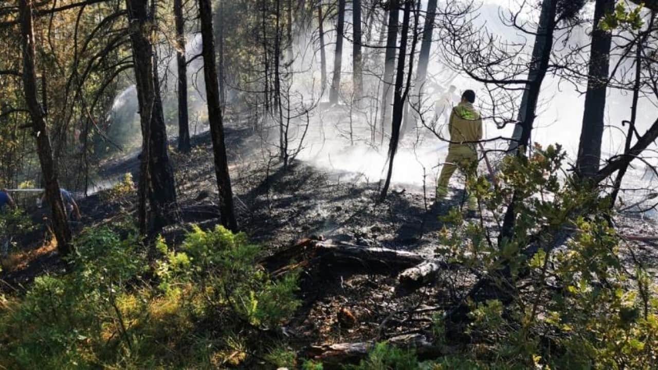 Foto - Akıma kapılan kuş yangın çıkardı Kendi yanarken ormanı da yaktı