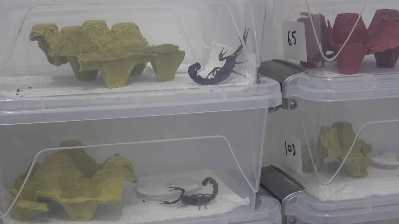 Foto - Akrepler zehirleri için yetiştiriliyor! Samsun’da sıra dışı merkez