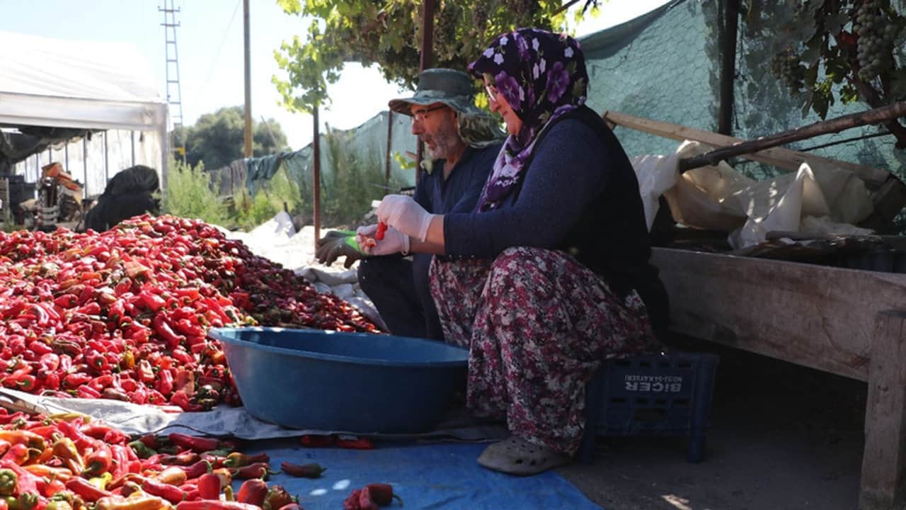 Foto - Altın değerindeki lezzet tezgahlara indi! 200 yıllık ata tohumundan üretip tam bin 300 liradan satıyorlar