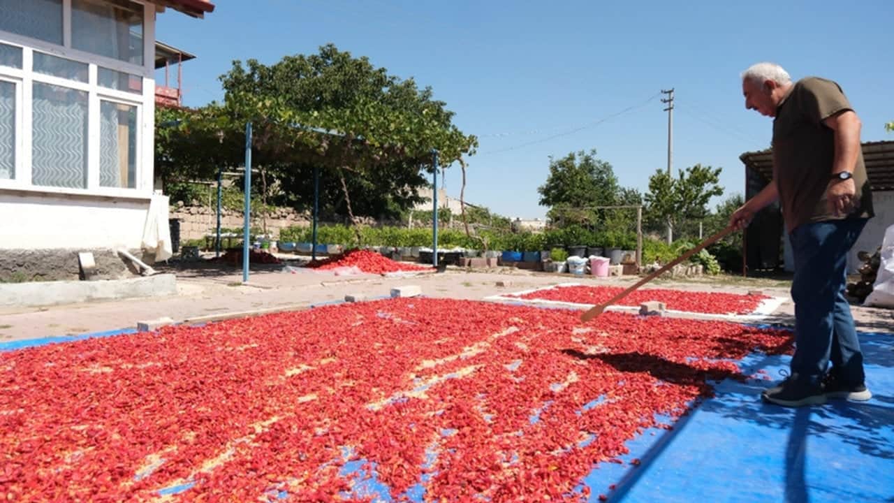 Altın değerindeki lezzet tezgahlara indi! 200 yıllık ata tohumundan üretip tam bin 300 liradan satıyorlar