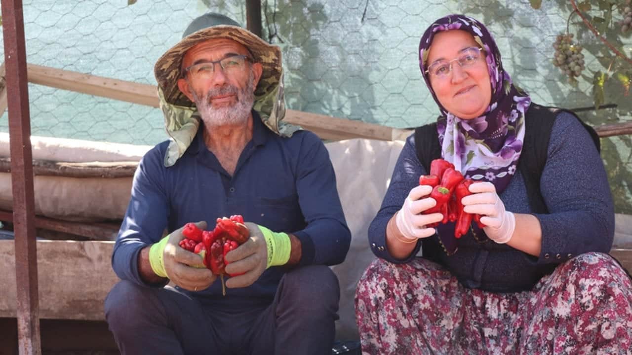 Foto - Altın değerindeki lezzet tezgahlara indi! 200 yıllık ata tohumundan üretip tam bin 300 liradan satıyorlar
