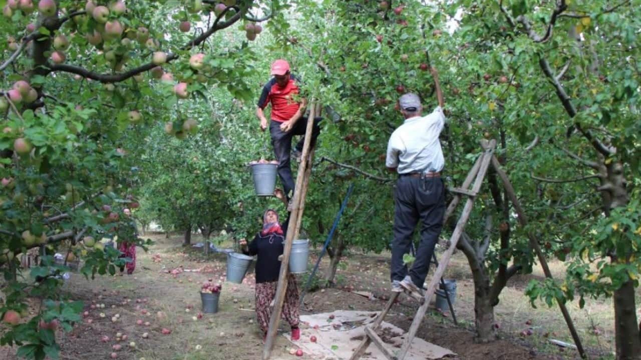 Foto - Amasya'nın tescilli misket elmasında hasat başladı