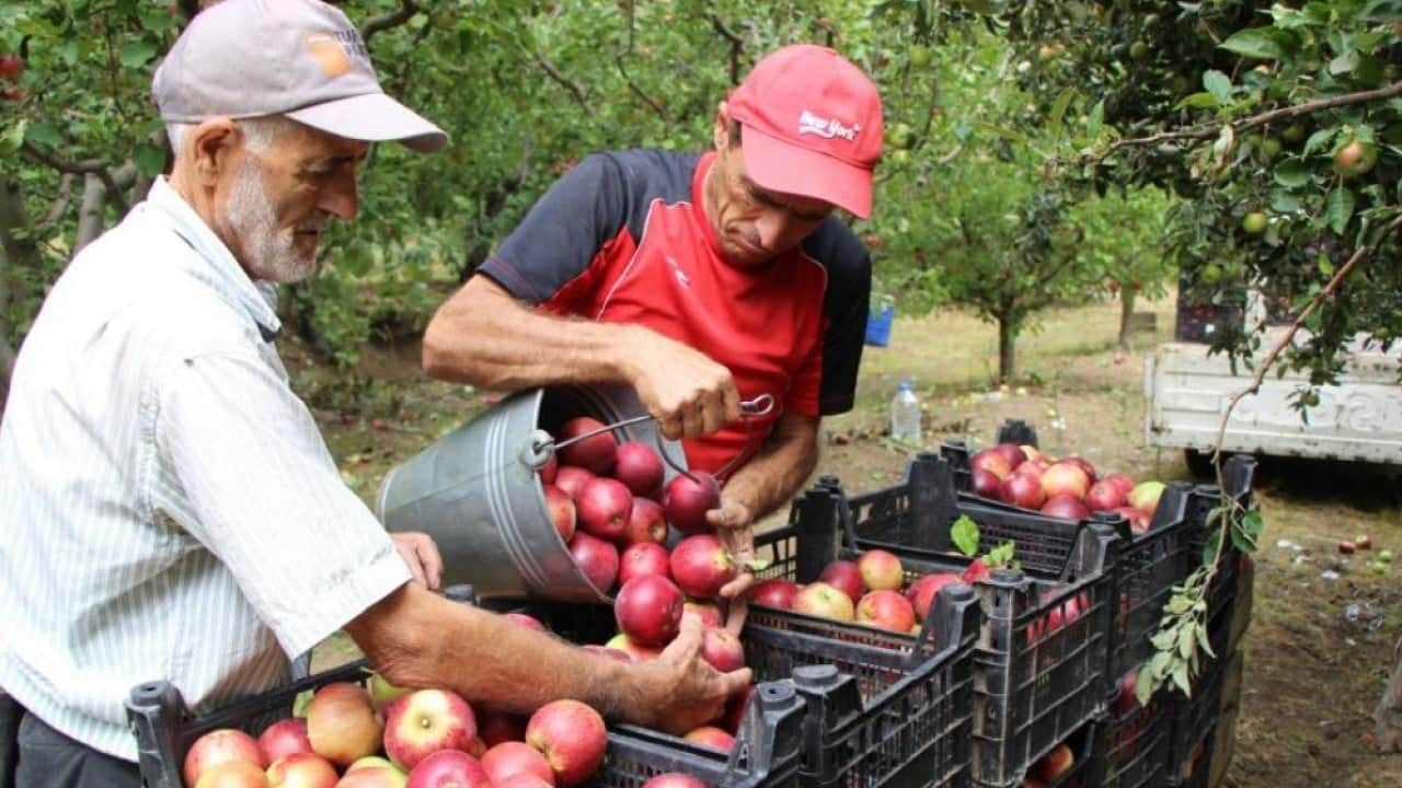 Foto - Amasya'nın tescilli misket elmasında hasat başladı