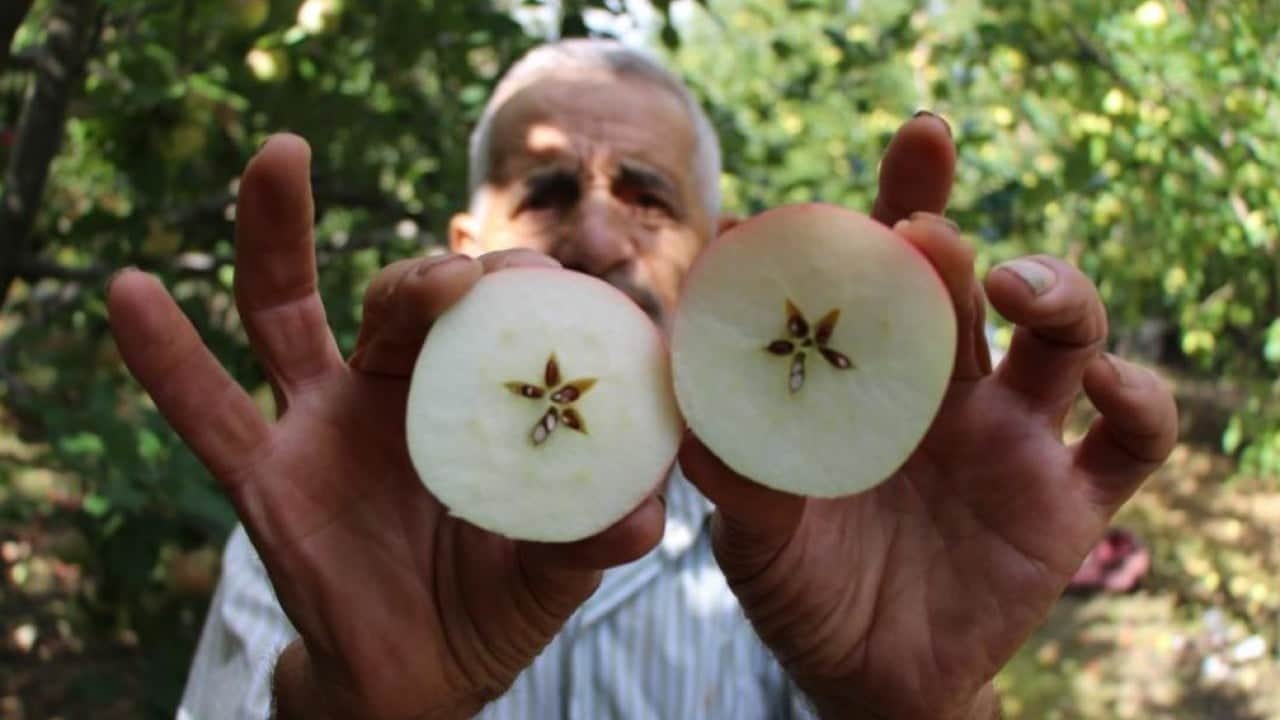 Foto - Amasya'nın tescilli misket elmasında hasat başladı