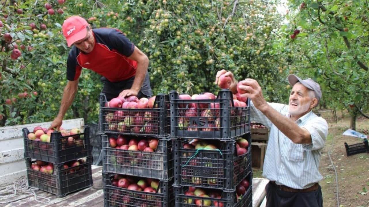 Foto - Amasya'nın tescilli misket elmasında hasat başladı