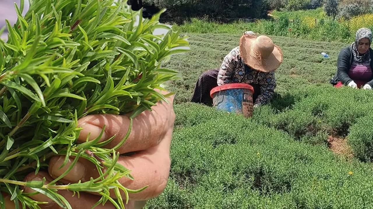 Foto - Anadolu'da masaya yatırıldı! Dertlere veda etmek istiyoruz diyorsanız bu yapılır... Vazgeçme yap: 3 tane bile yeter